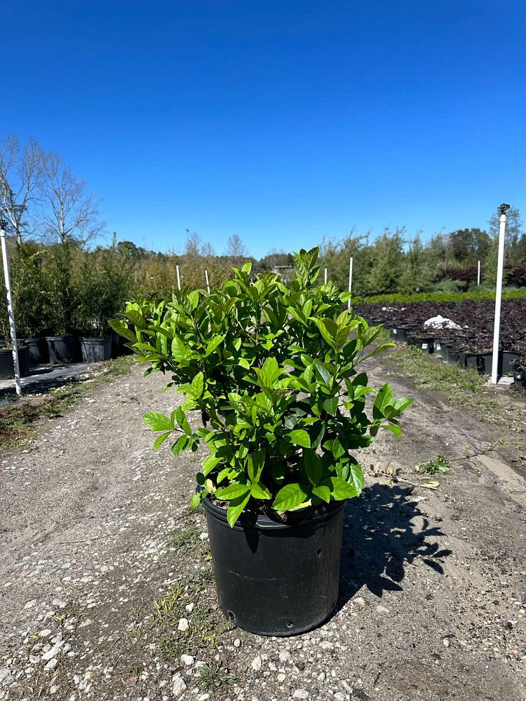 viburnum-odoratissimum-sweet-viburnum