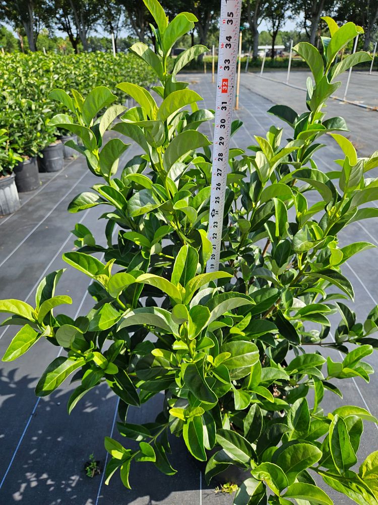 viburnum-odoratissimum-sweet-viburnum