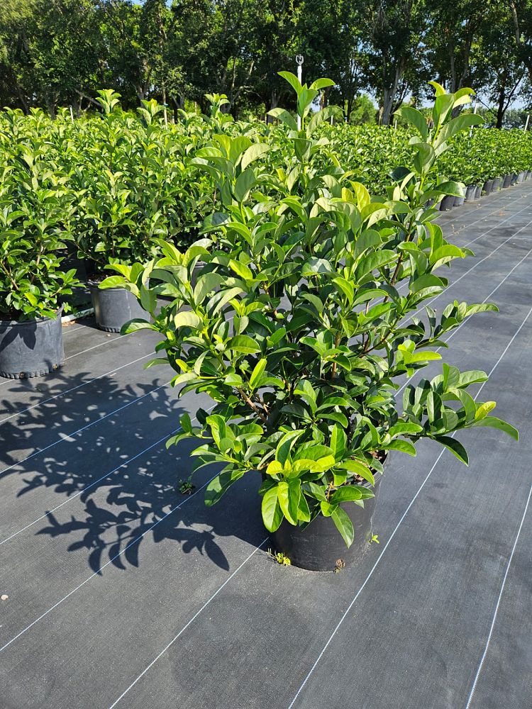 viburnum-odoratissimum-sweet-viburnum