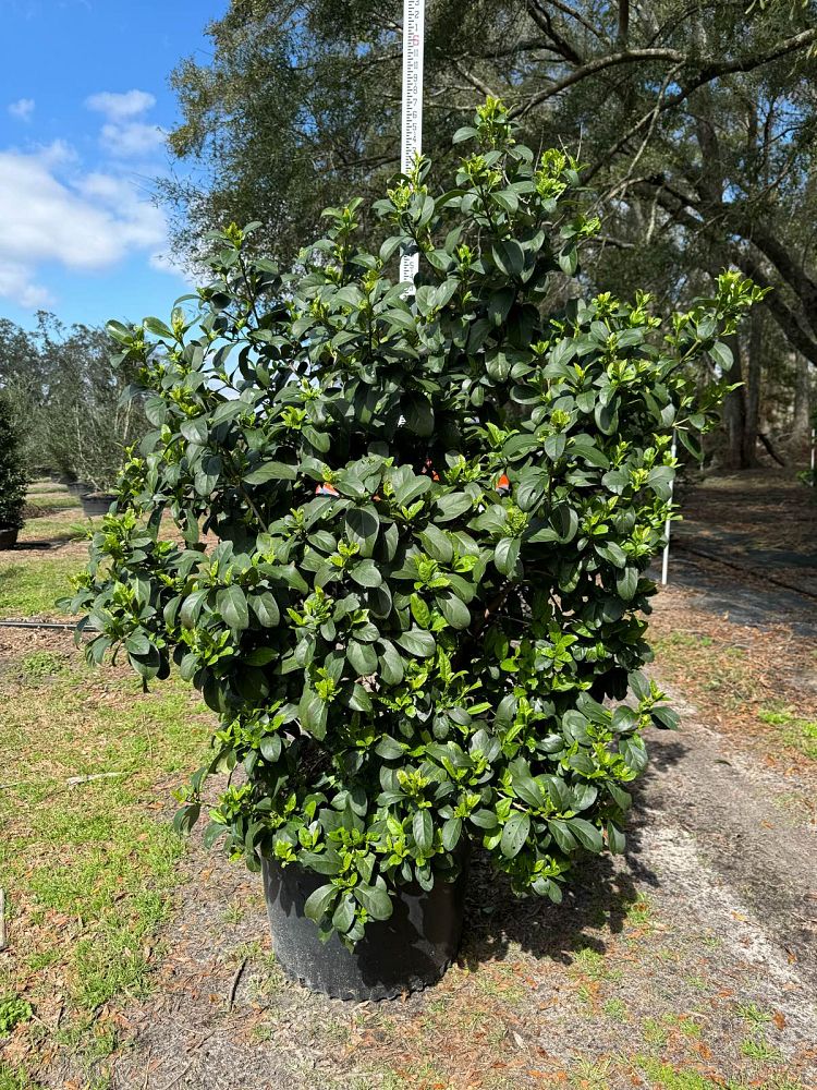 viburnum-odoratissimum-sweet-viburnum