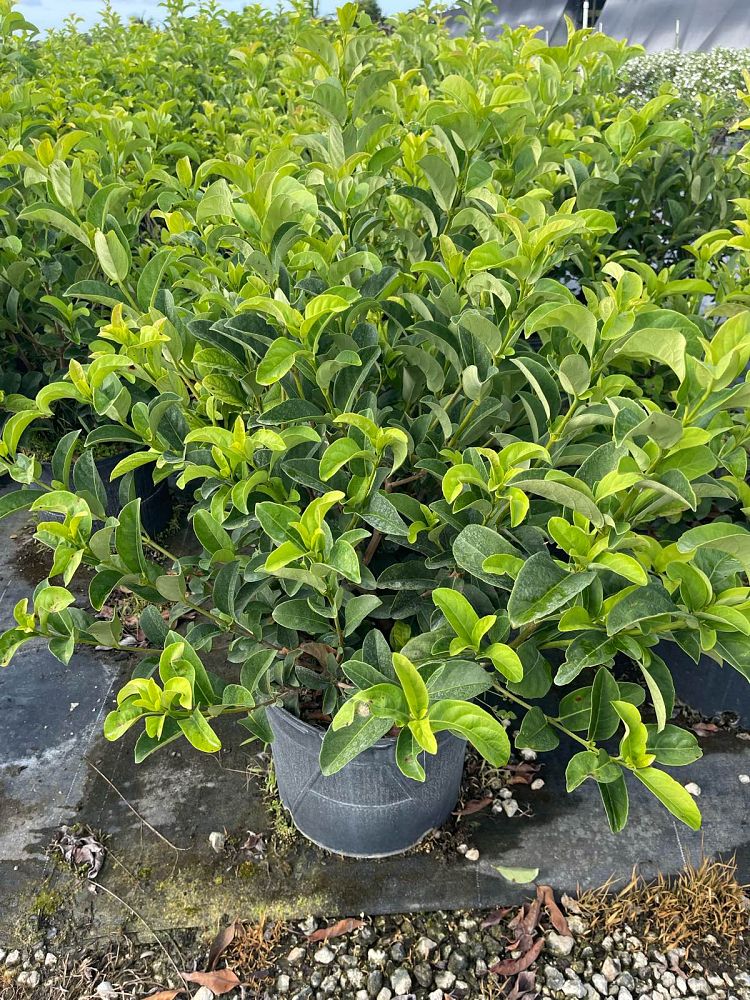viburnum-odoratissimum-sweet-viburnum