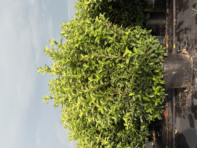 viburnum-odoratissimum-sweet-viburnum