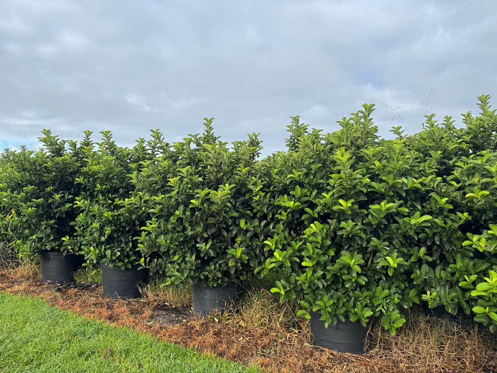 viburnum-odoratissimum-sweet-viburnum