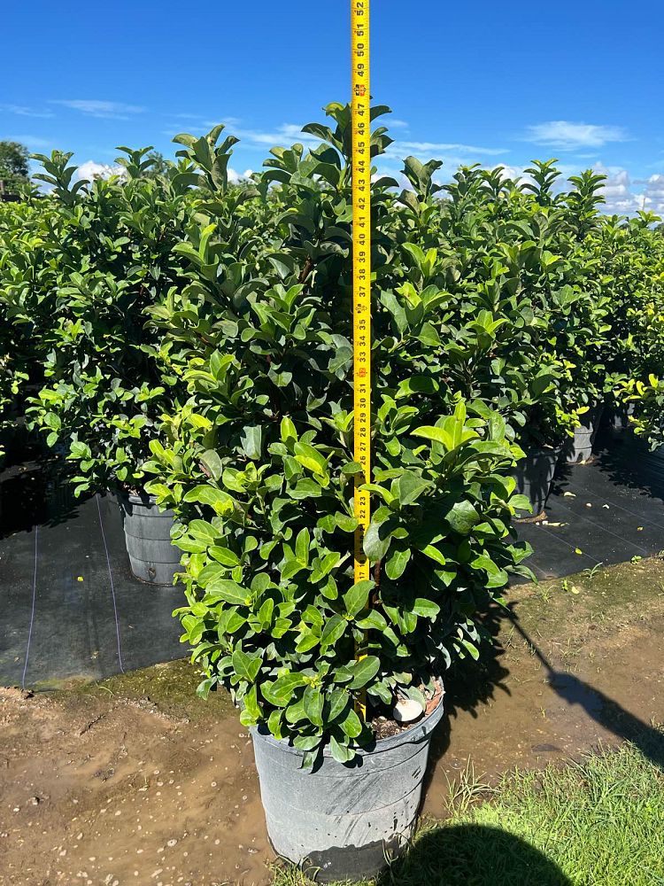 viburnum-odoratissimum-sweet-viburnum