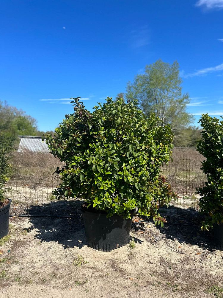viburnum-odoratissimum-sweet-viburnum