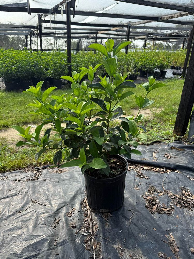 viburnum-odoratissimum-sweet-viburnum