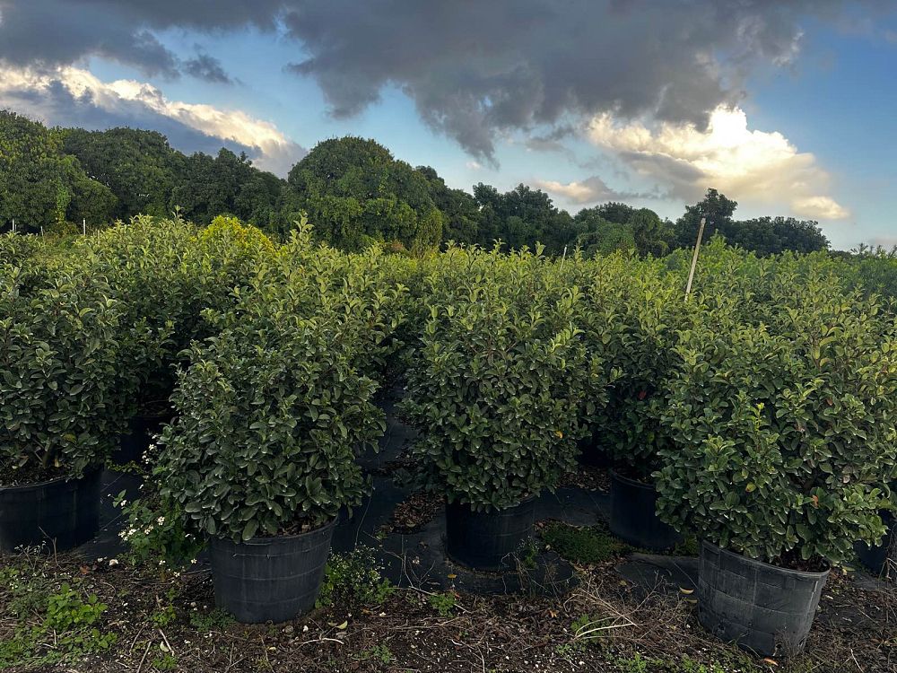 viburnum-odoratissimum-sweet-viburnum