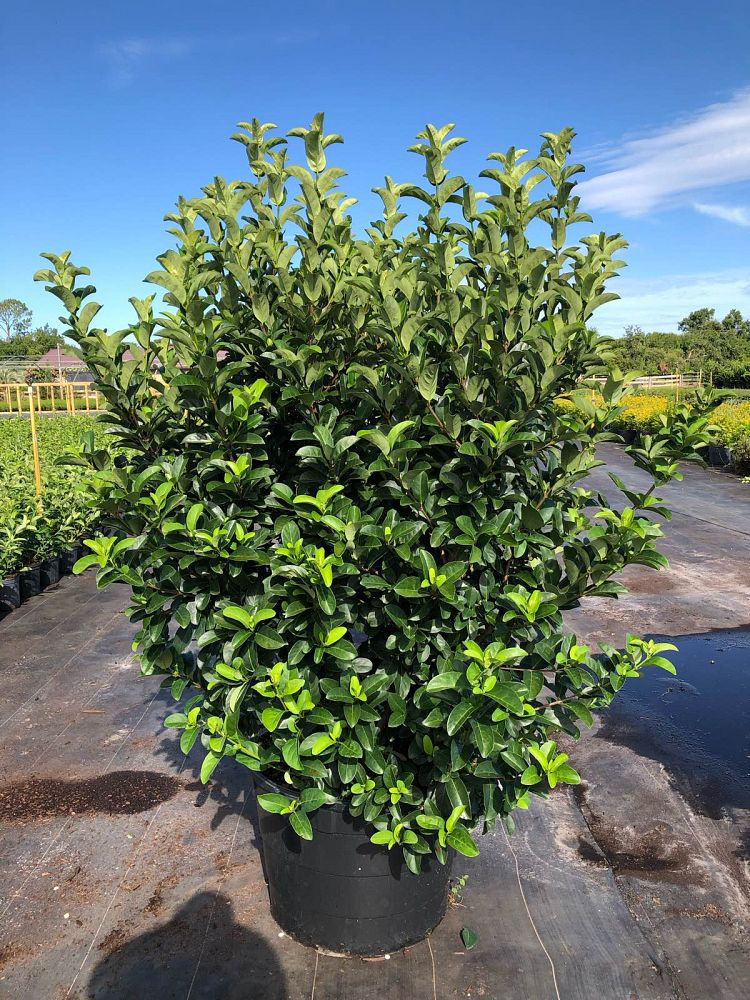 viburnum-odoratissimum-sweet-viburnum