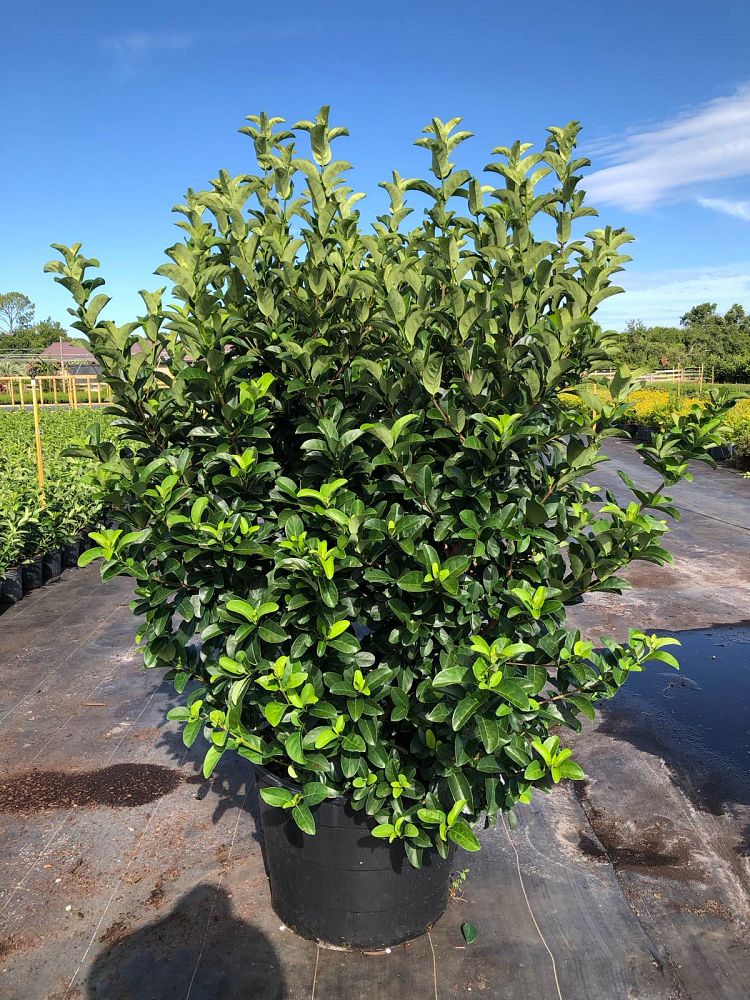 viburnum-odoratissimum-sweet-viburnum