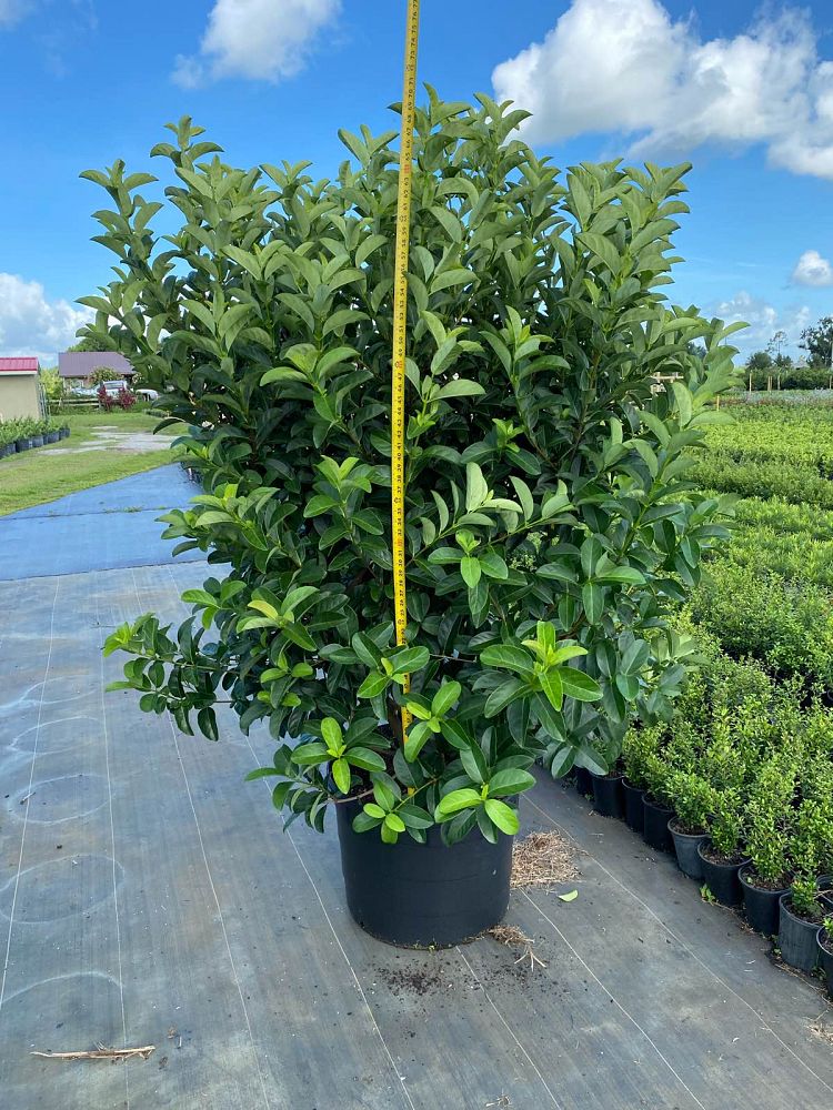 viburnum-odoratissimum-sweet-viburnum