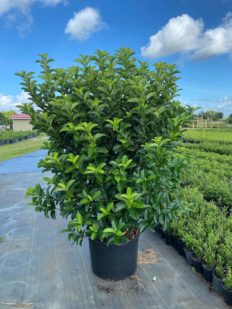 viburnum-odoratissimum-sweet-viburnum