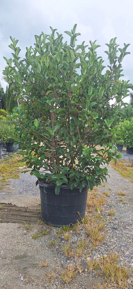 viburnum-odoratissimum-sweet-viburnum