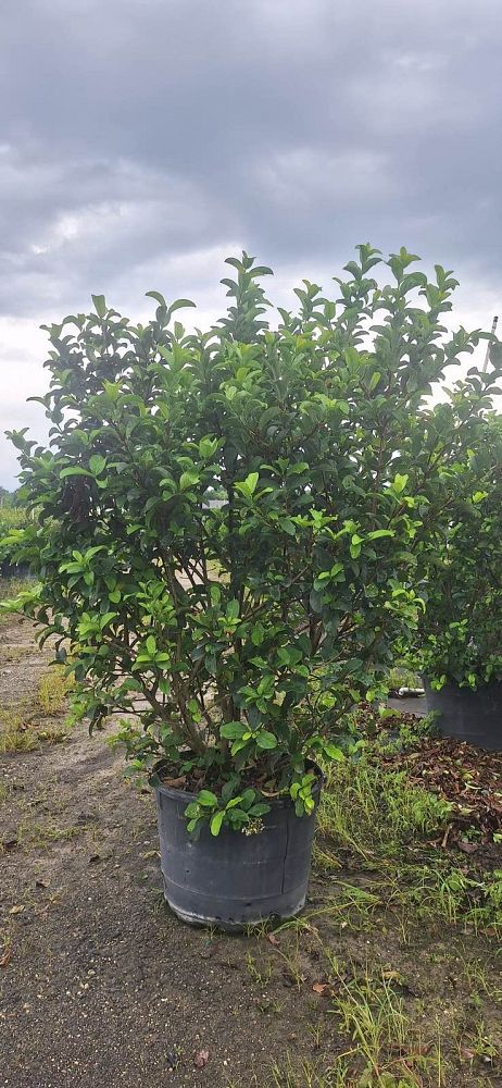 viburnum-odoratissimum-sweet-viburnum