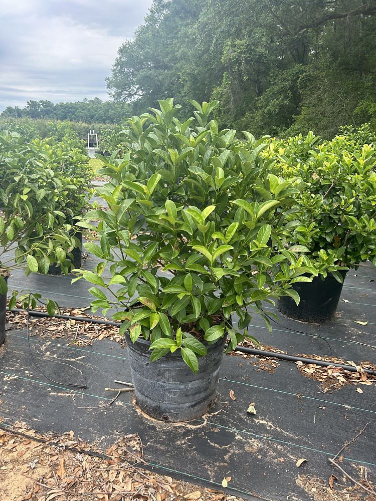 viburnum-odoratissimum-sweet-viburnum