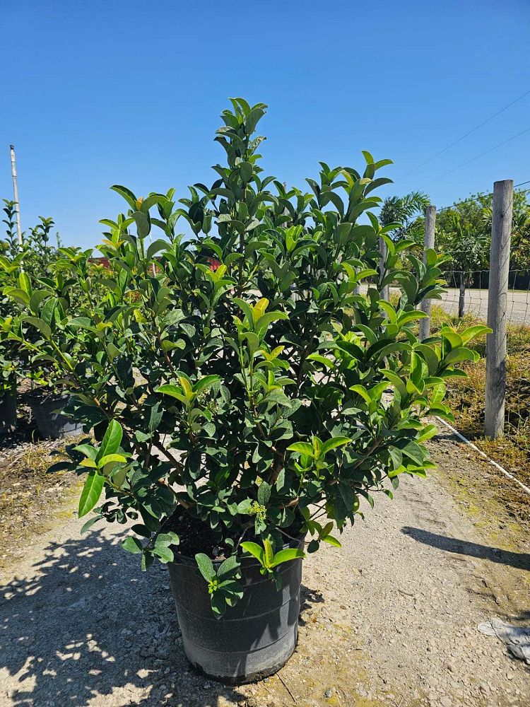 viburnum-odoratissimum-sweet-viburnum