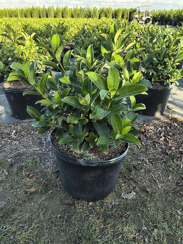 viburnum-odoratissimum-sweet-viburnum