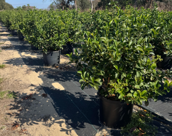 viburnum-odoratissimum-sweet-viburnum