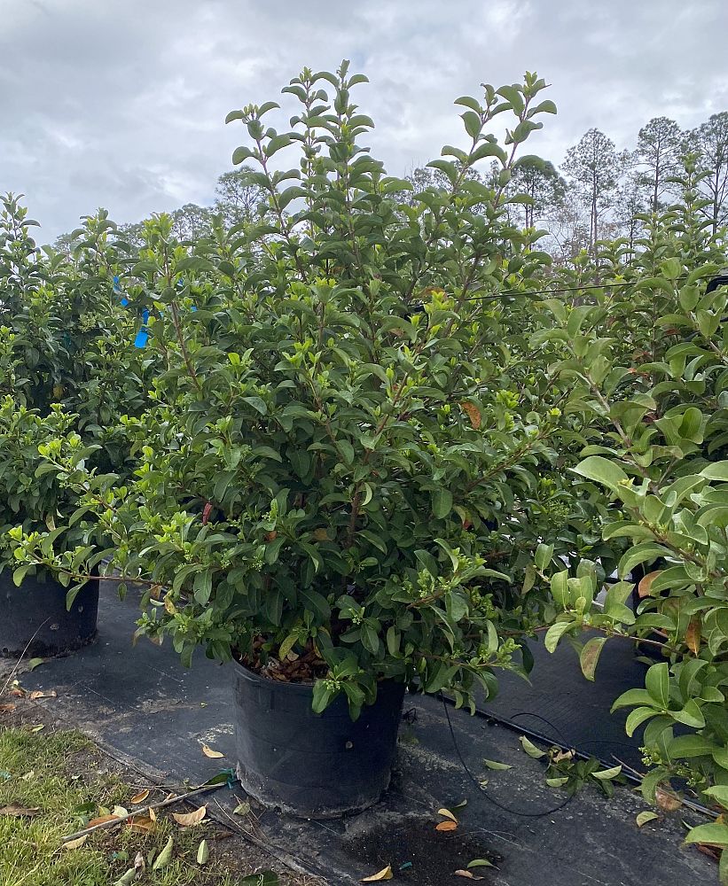 viburnum-odoratissimum-sweet-viburnum