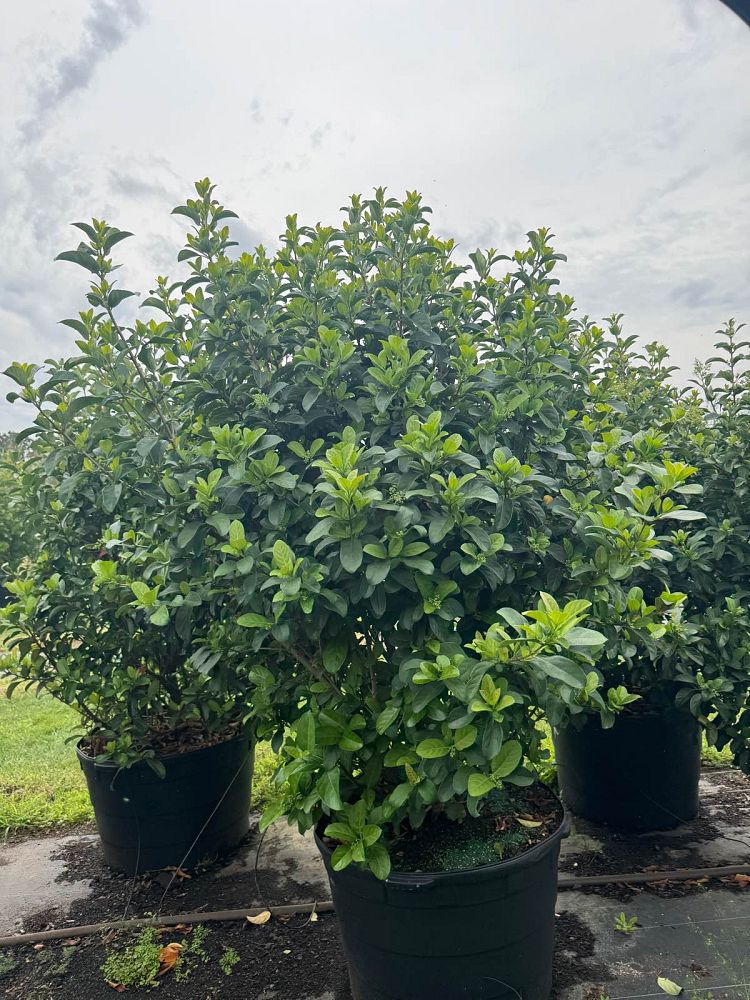 viburnum-odoratissimum-sweet-viburnum