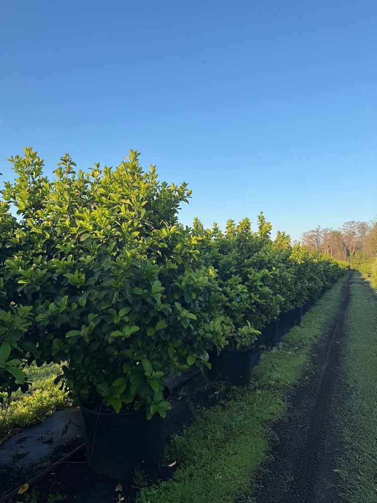 viburnum-odoratissimum-sweet-viburnum