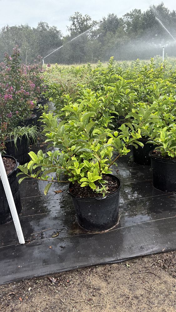 viburnum-odoratissimum-sweet-viburnum