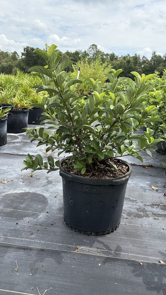 viburnum-odoratissimum-sweet-viburnum