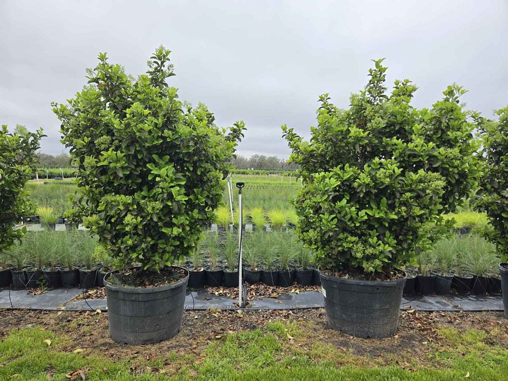 viburnum-odoratissimum-sweet-viburnum
