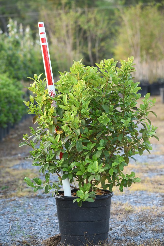viburnum-odoratissimum-sweet-viburnum