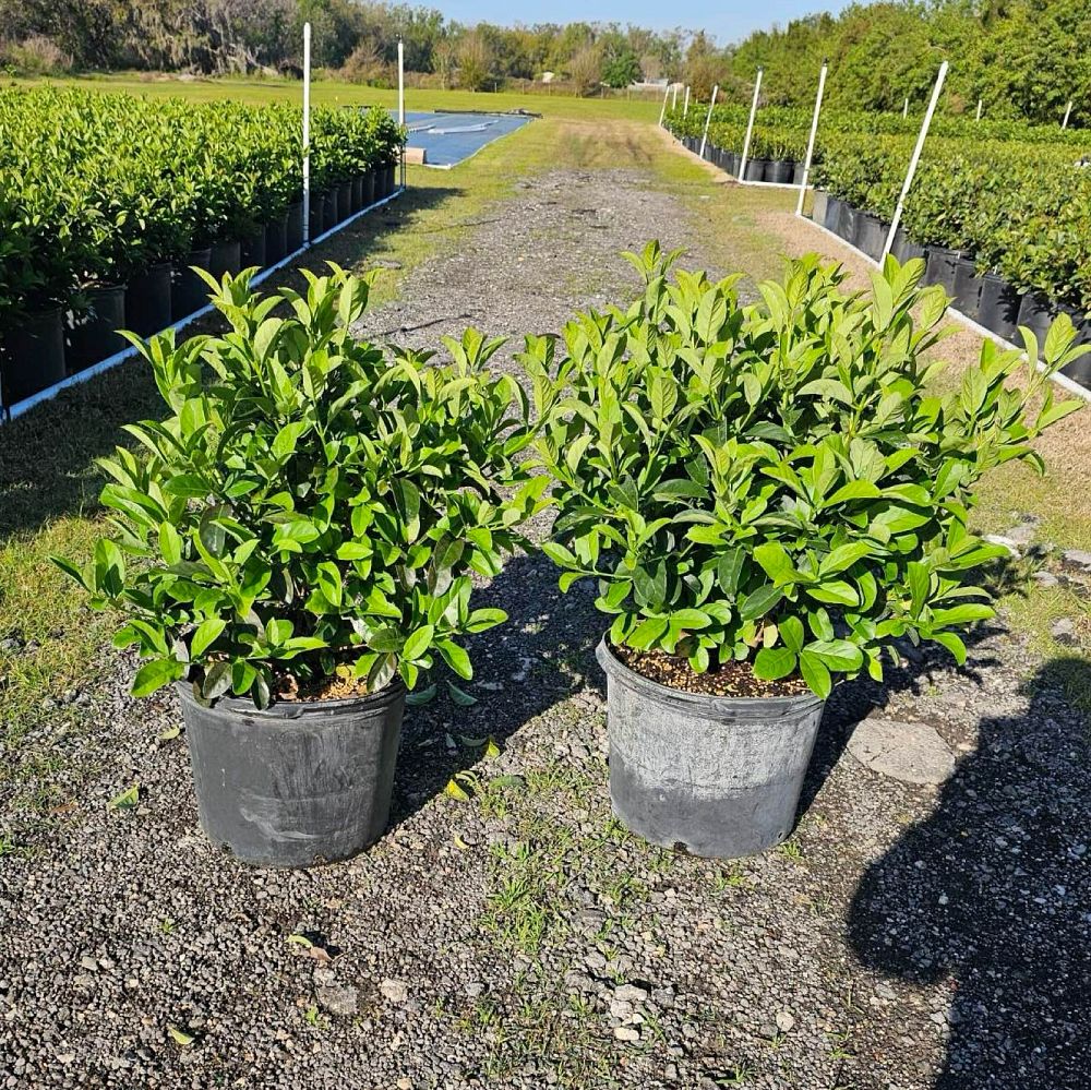 viburnum-odoratissimum-sweet-viburnum