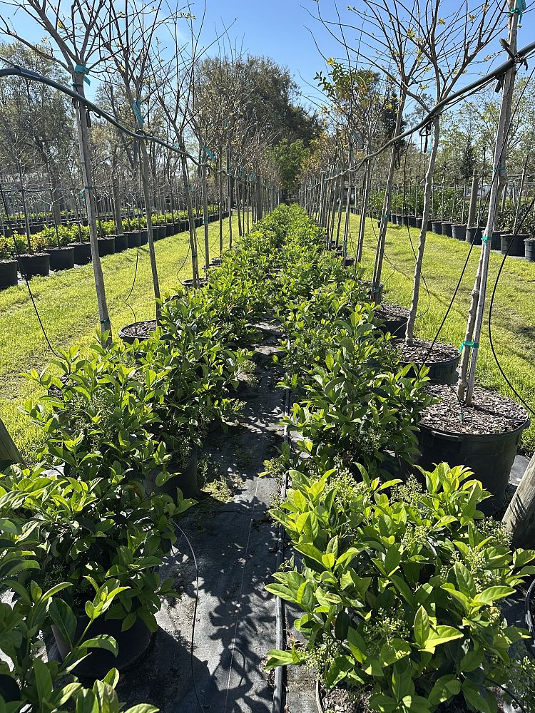 viburnum-odoratissimum-sweet-viburnum