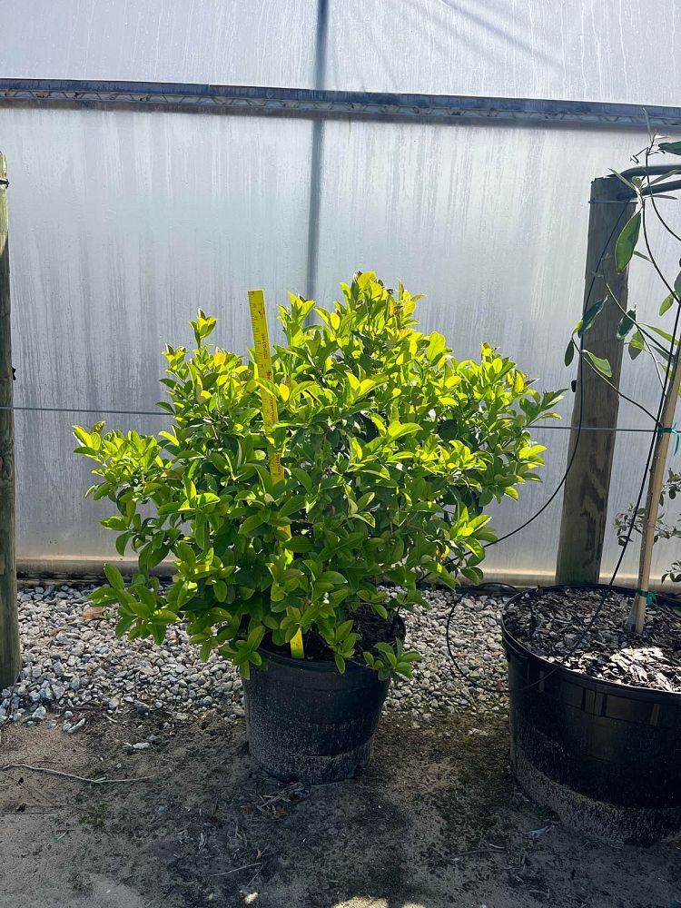 viburnum-odoratissimum-sweet-viburnum