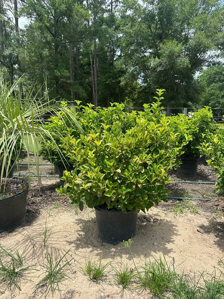 viburnum-odoratissimum-sweet-viburnum