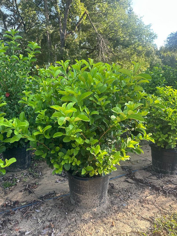 viburnum-odoratissimum-sweet-viburnum