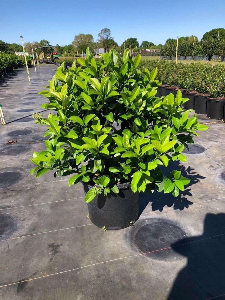 viburnum-odoratissimum-sweet-viburnum