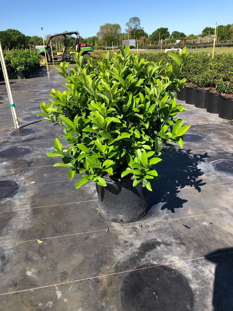 viburnum-odoratissimum-sweet-viburnum