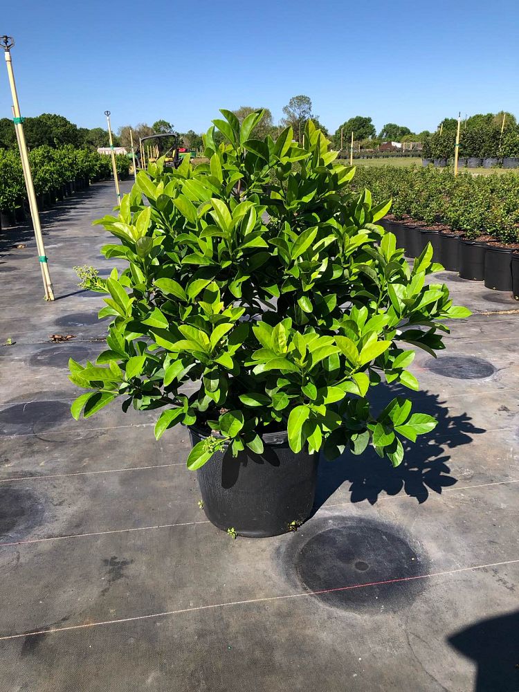 viburnum-odoratissimum-sweet-viburnum