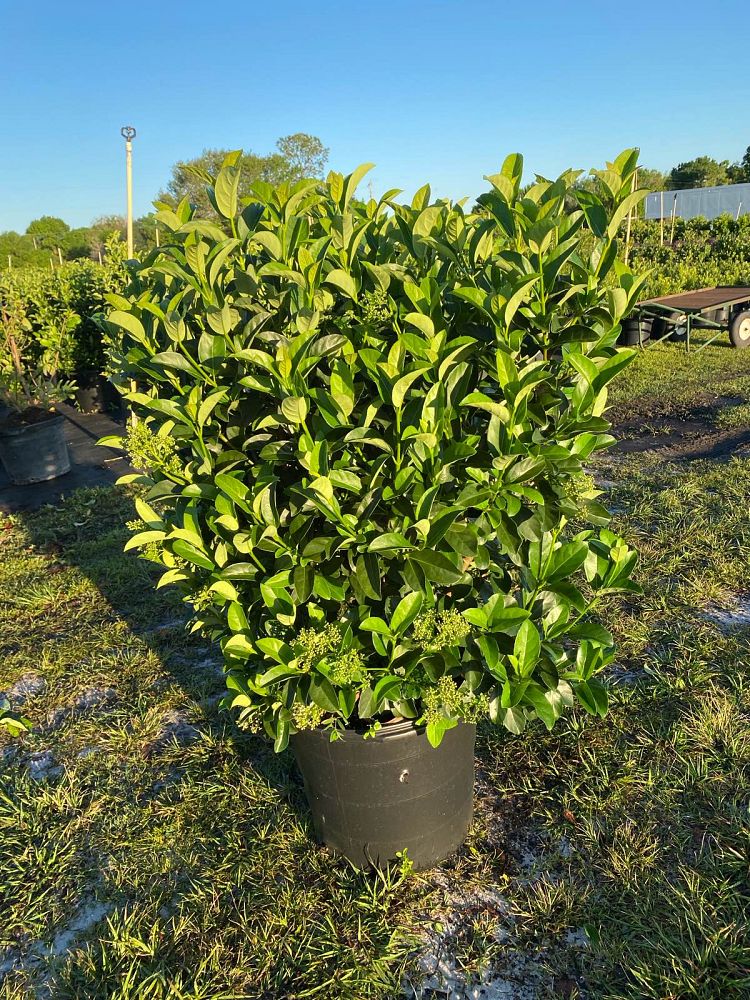 viburnum-odoratissimum-sweet-viburnum