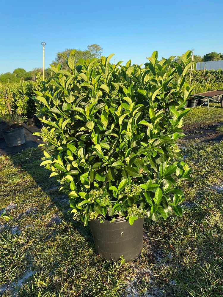 viburnum-odoratissimum-sweet-viburnum