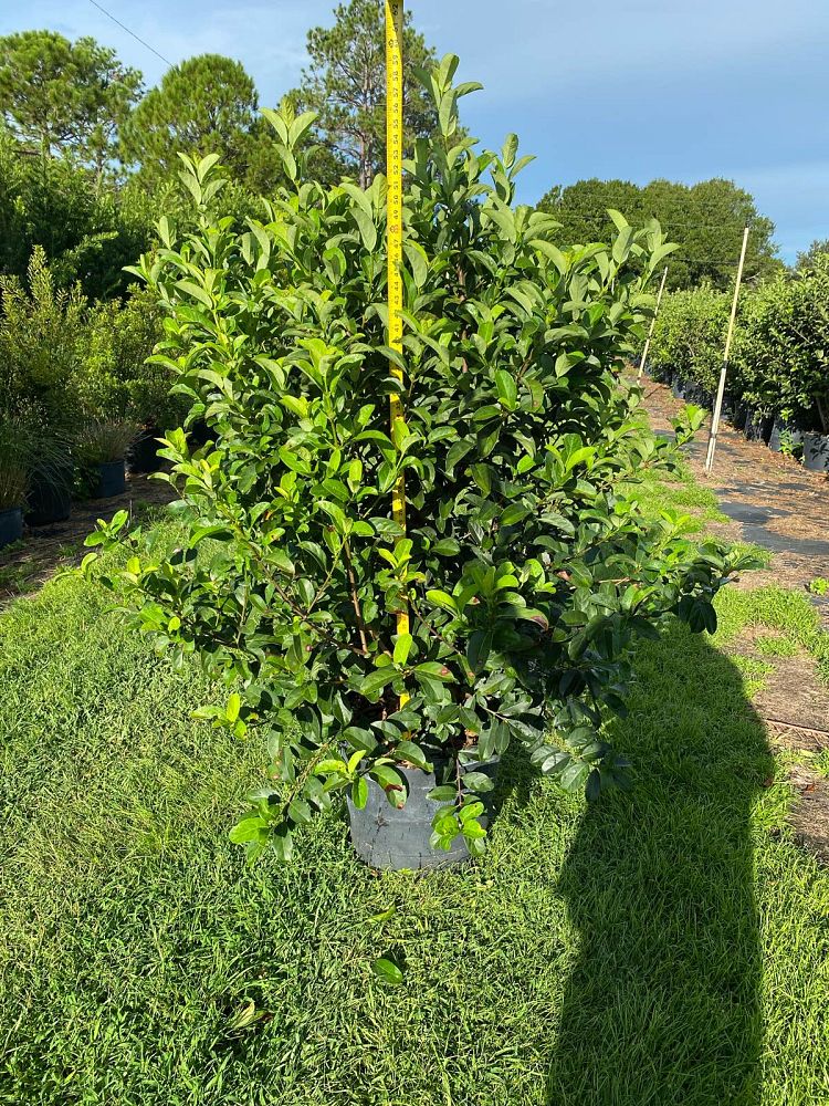 viburnum-odoratissimum-sweet-viburnum