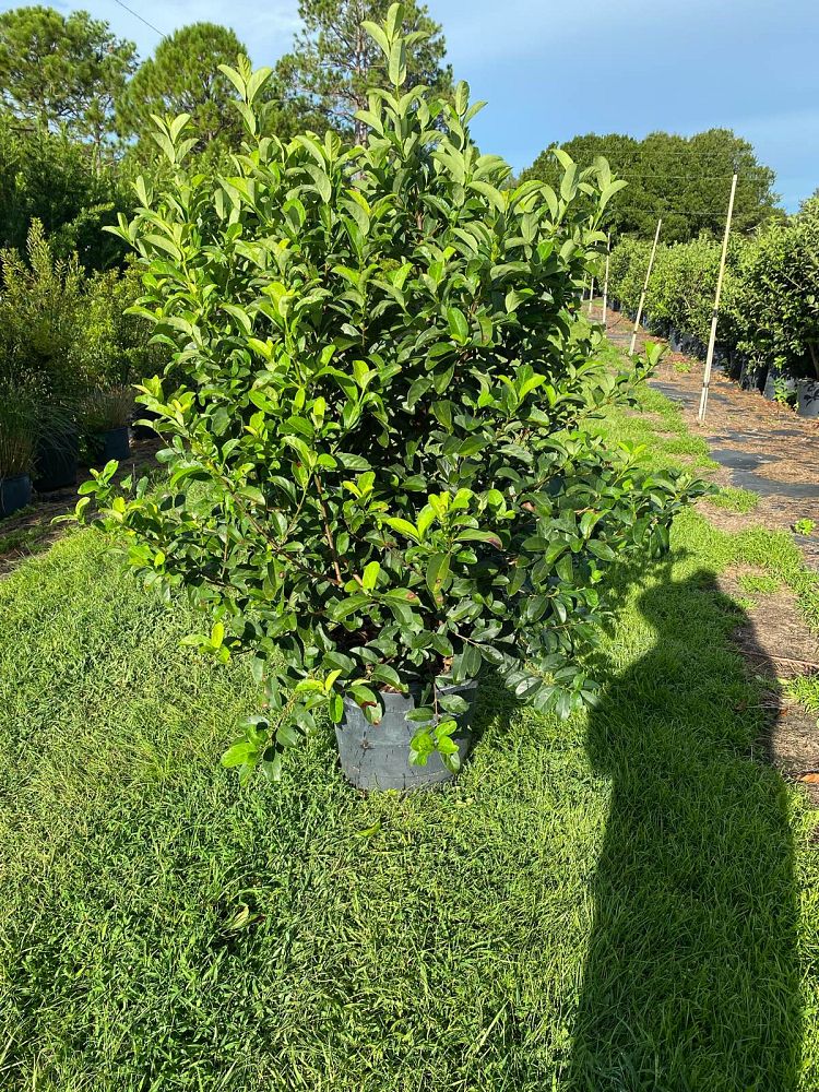 viburnum-odoratissimum-sweet-viburnum