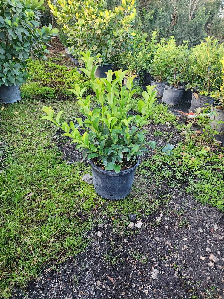 viburnum-odoratissimum-sweet-viburnum