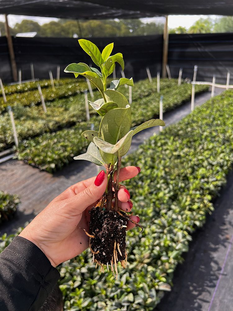 viburnum-odoratissimum-sweet-viburnum