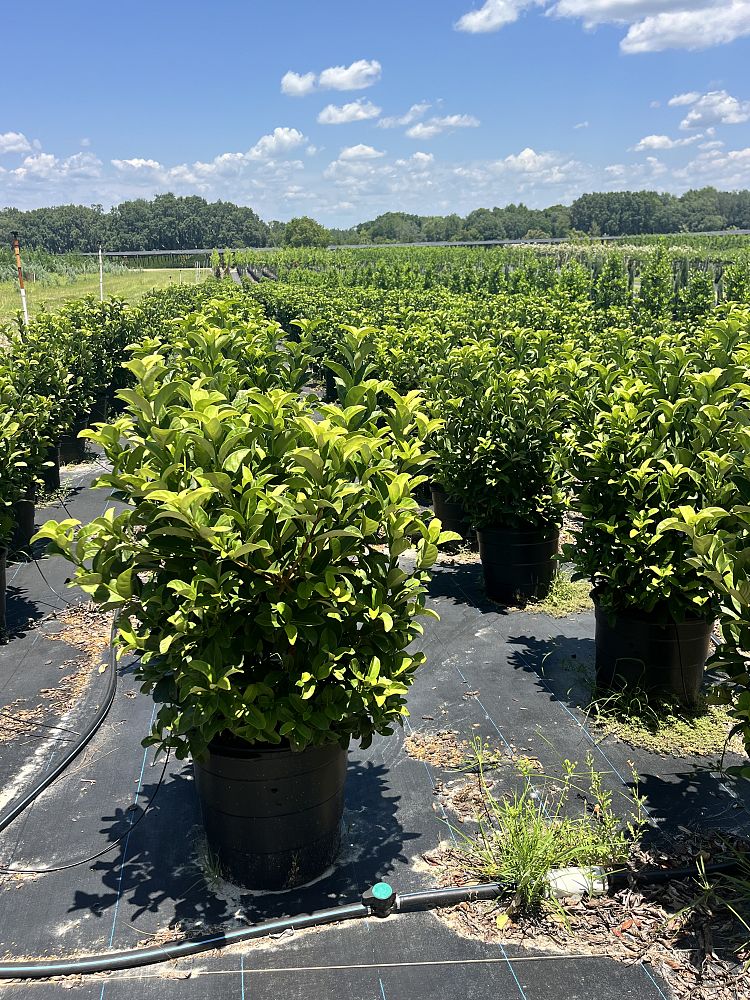 viburnum-odoratissimum-sweet-viburnum