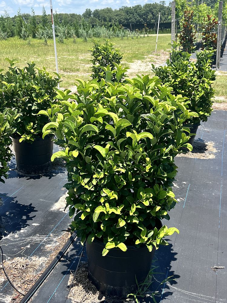 viburnum-odoratissimum-sweet-viburnum