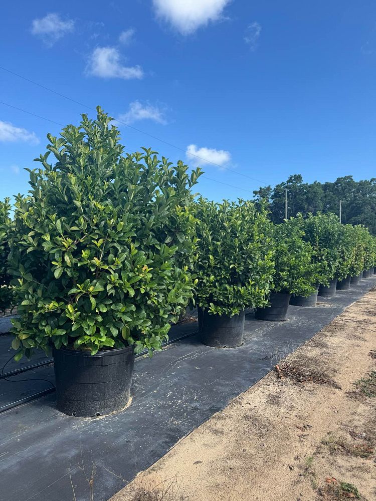 viburnum-odoratissimum-sweet-viburnum