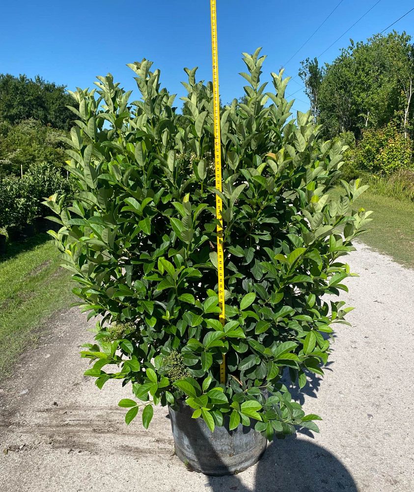 viburnum-odoratissimum-sweet-viburnum