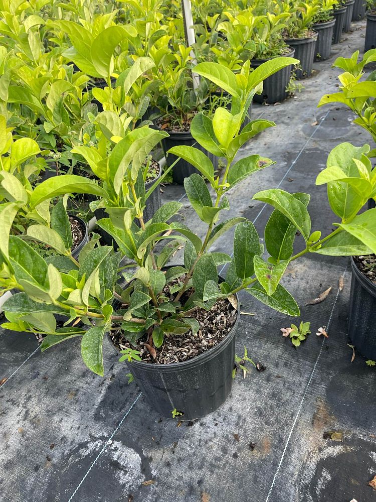 viburnum-odoratissimum-sweet-viburnum