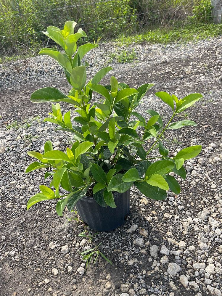 viburnum-odoratissimum-sweet-viburnum