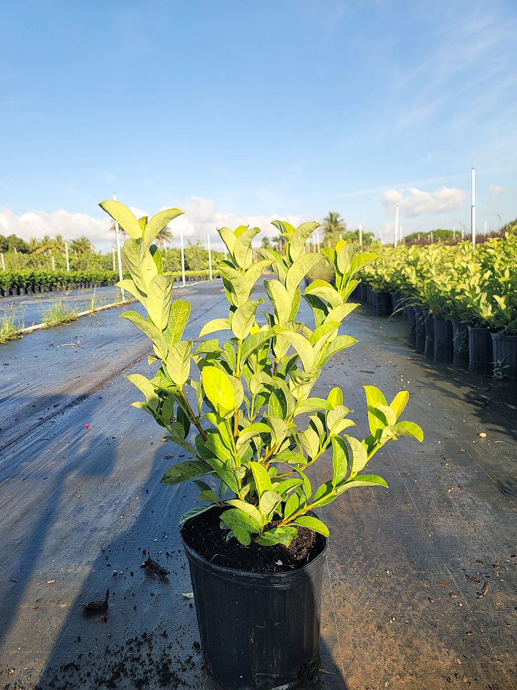 viburnum-odoratissimum-sweet-viburnum