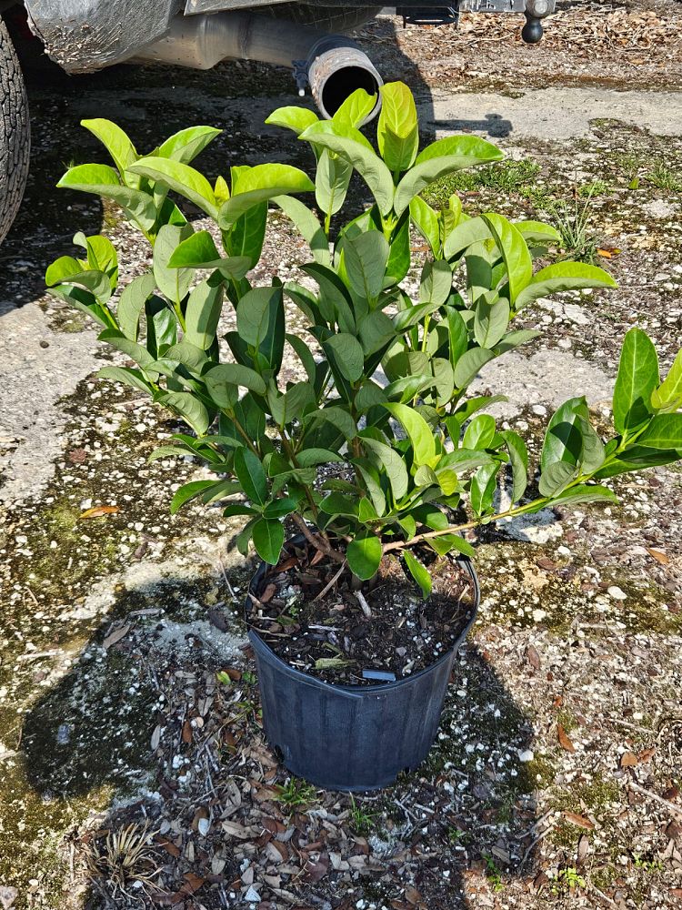 viburnum-odoratissimum-sweet-viburnum